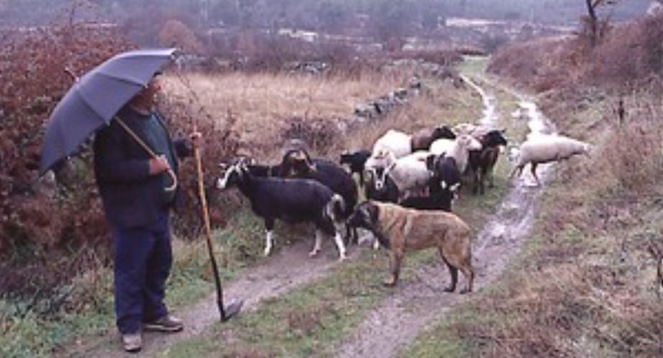 Shepherd watches over mixed flock